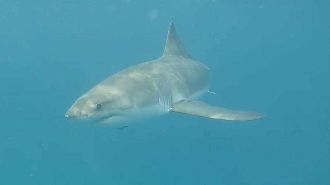 Bradenton-area diver swims with great white sharks feeding on dead whale in Sarasota