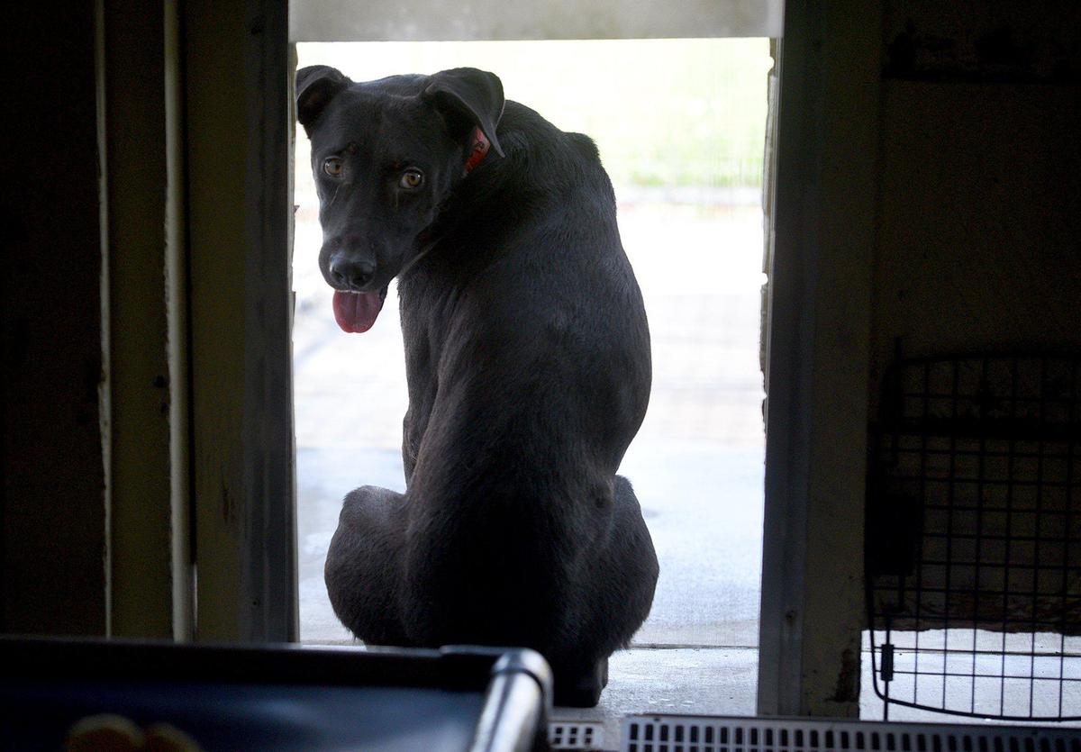 One of the six dogs brought to Nate’s Honor Animal Rescue, shyly looks back from his kennel, after arriving from the Bahamas.