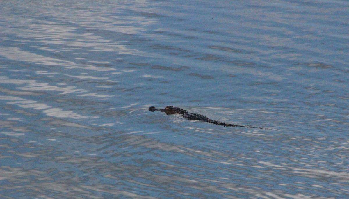 A five-foot alligator moseys across Tatum Sawgrass March. The Conservation Foundation is working to protect plant life and wildlife in the area.