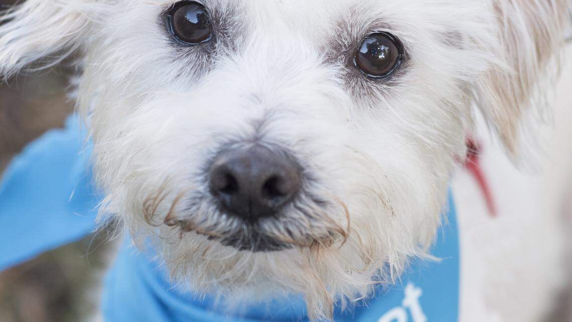 Pets of the week: March 4 