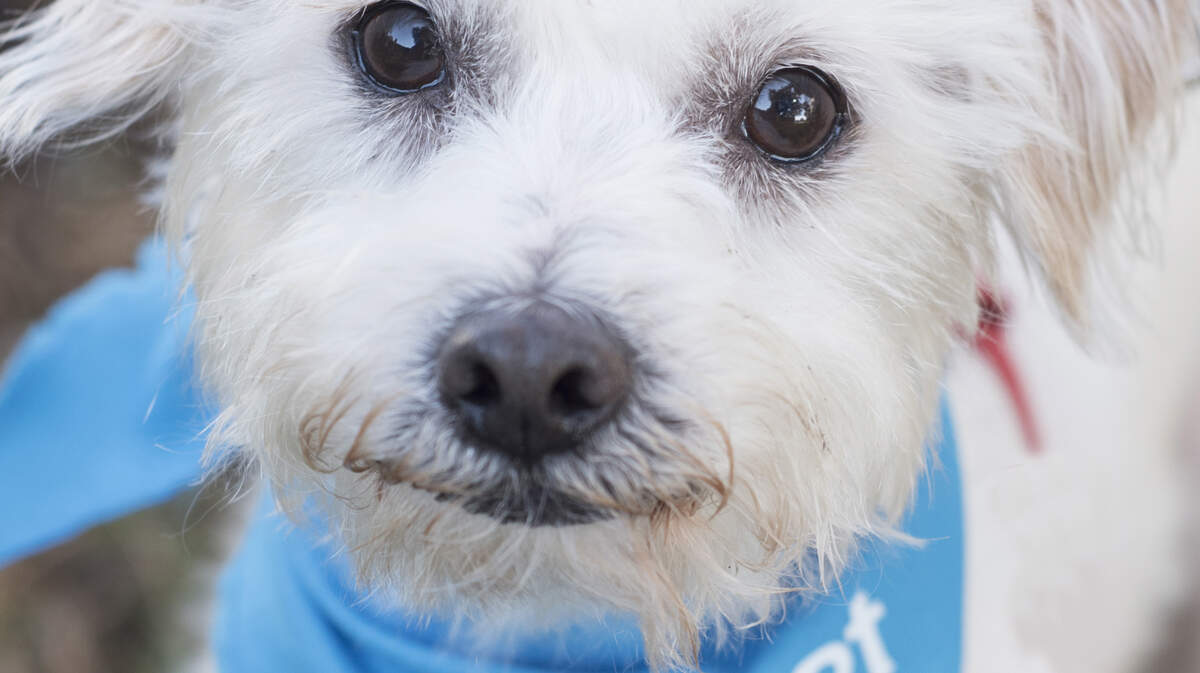 Gizmo, a 4-year-old Terrier/Maltese mix, is available for adoption at the Humane Society at Lakewood ranch for $125.