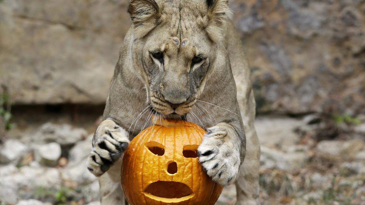 A lion plays with a carved pumpkin during the Fort Worth Zooís 24th annual Halloween celebration "Boo at the Zoo," Thursday, Oct. 22, 2015, in Fort Worth, Texas. Meat filled carved pumpkins were placed with the Zoo's African lion display for the big cats to play with and explore. (AP Photo/LM Otero)
