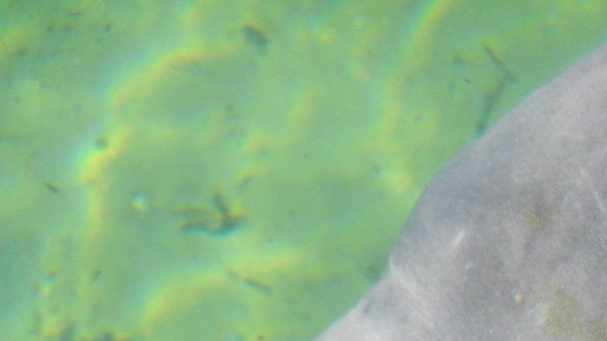 A manatee at Blue Spring State Park, Fla. MARC R. MASFERRER/Bradenton Herald