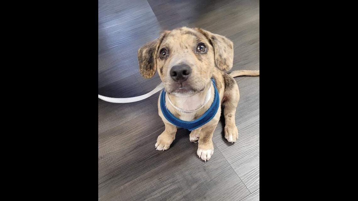 Bradenton man accused of beating puppy in animal cruelty case, police say