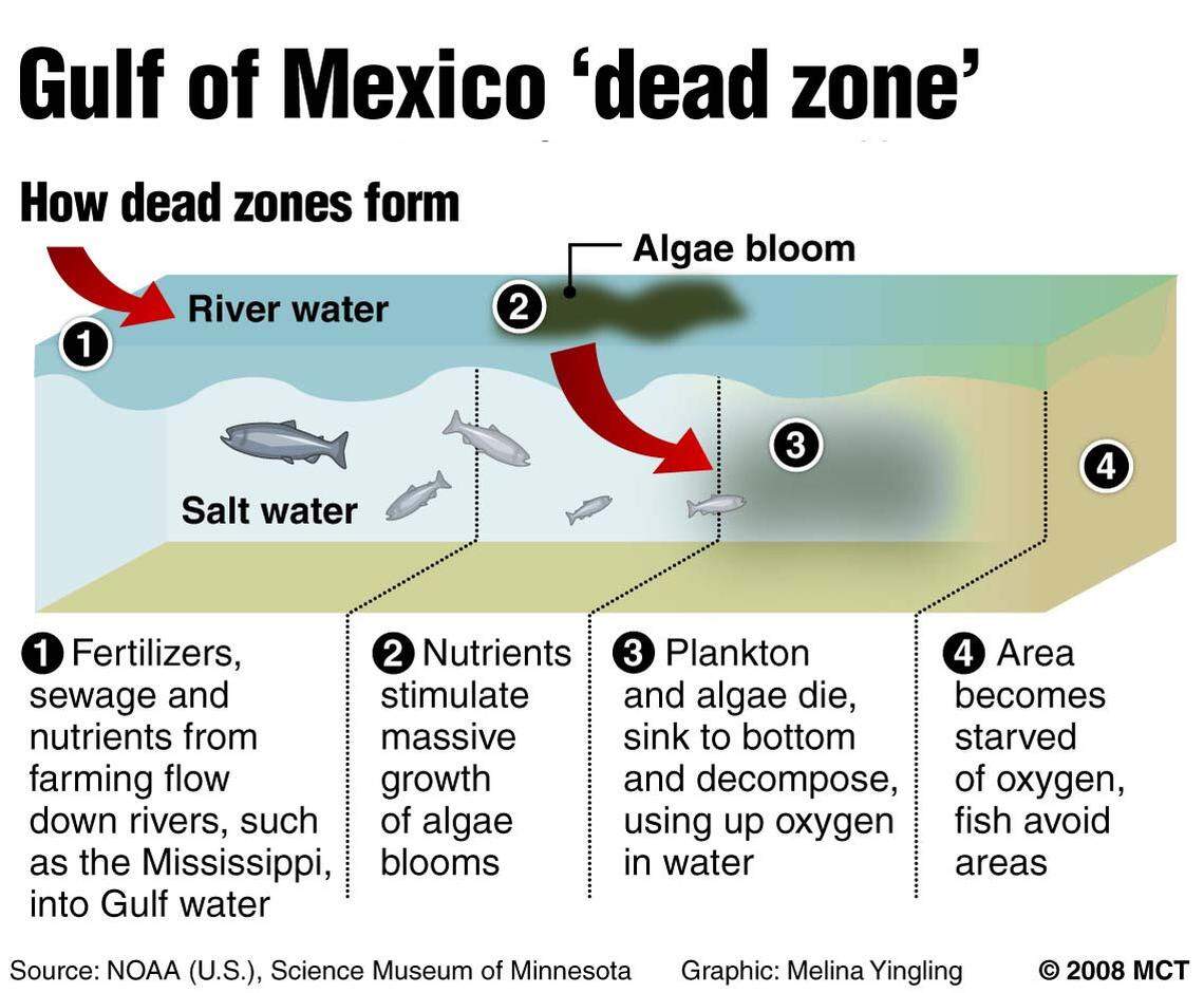 How a dead zone forms in the Gulf of Mexico