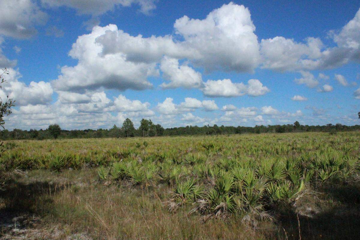 12/21/2015--Palmettos cover much of Coker Prairie Tract near Myakka City. The Uplands Habitats Module of the Florida Master Naturalist Program offers an opportunity to learn about Manatee County’s natural areas.