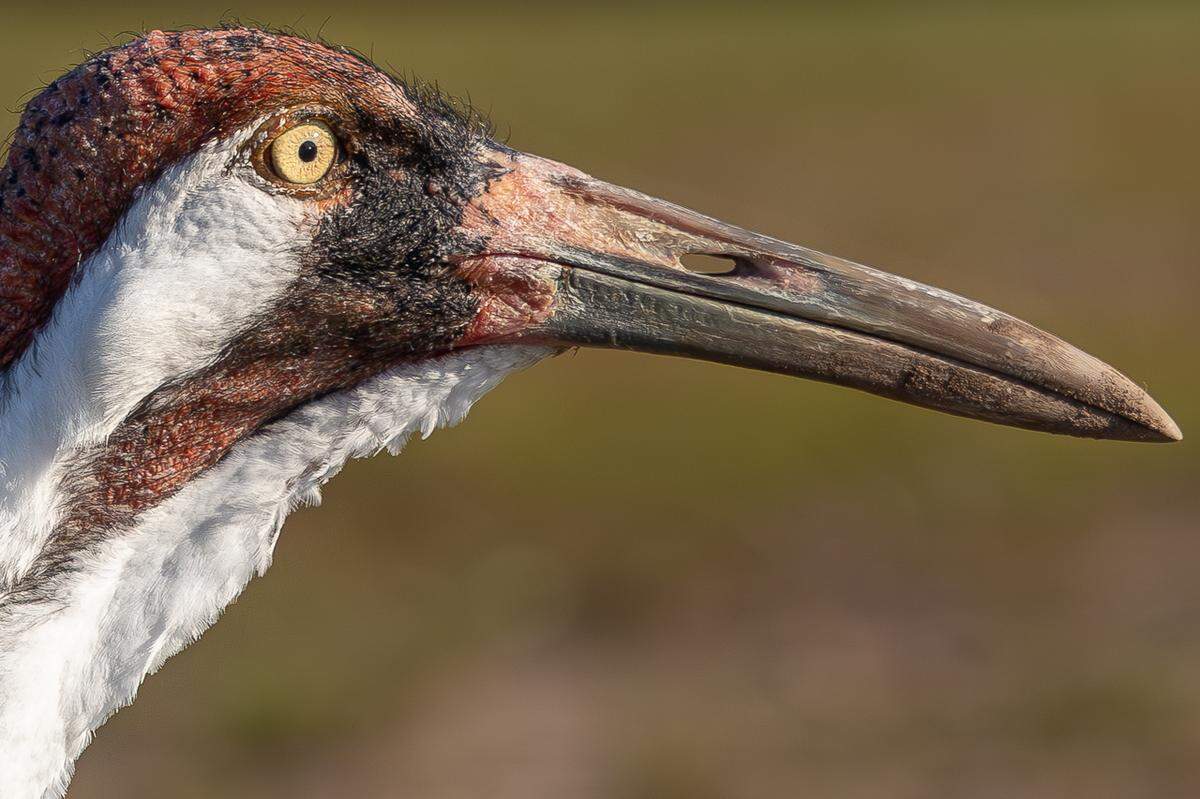 This closeup of a whooping crane by Lizzi Fricker won the “People’s Choice Award” category in the Florida Wildlife Federation’s 2025 statewide photo contest.
