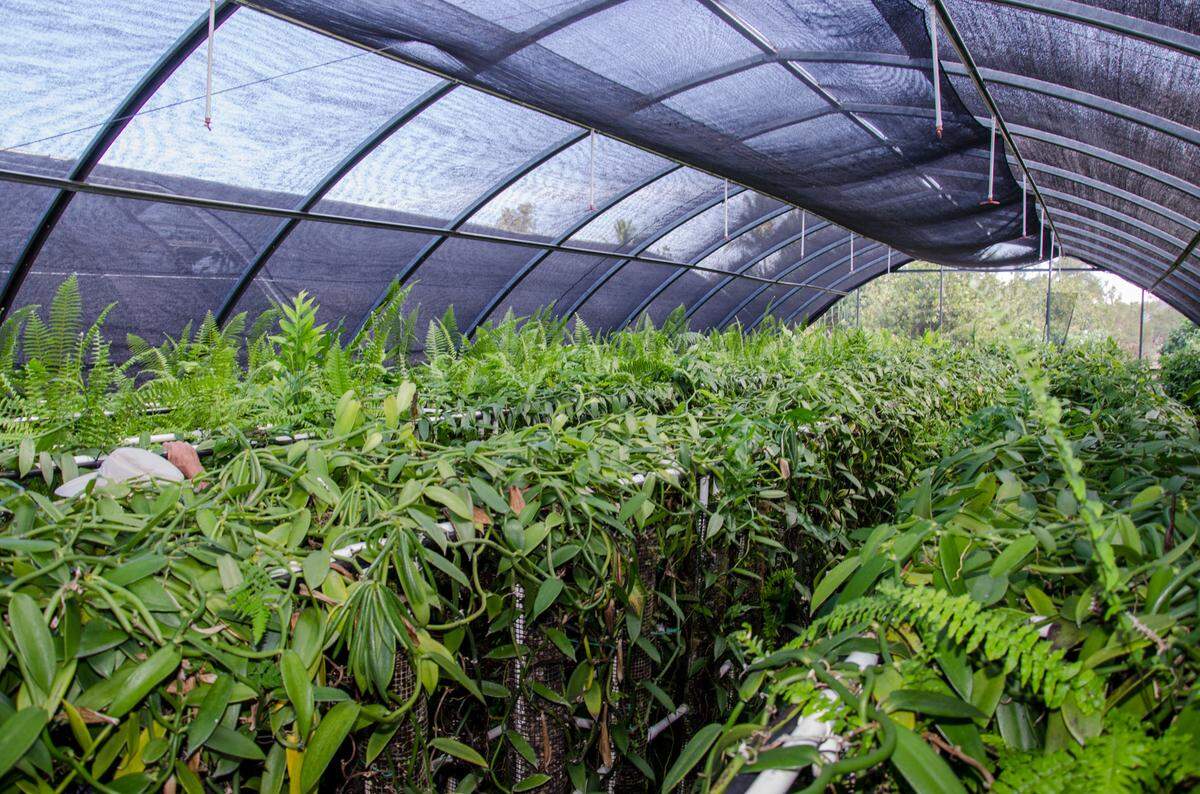 One of three shade houses at The Vanillerie.
