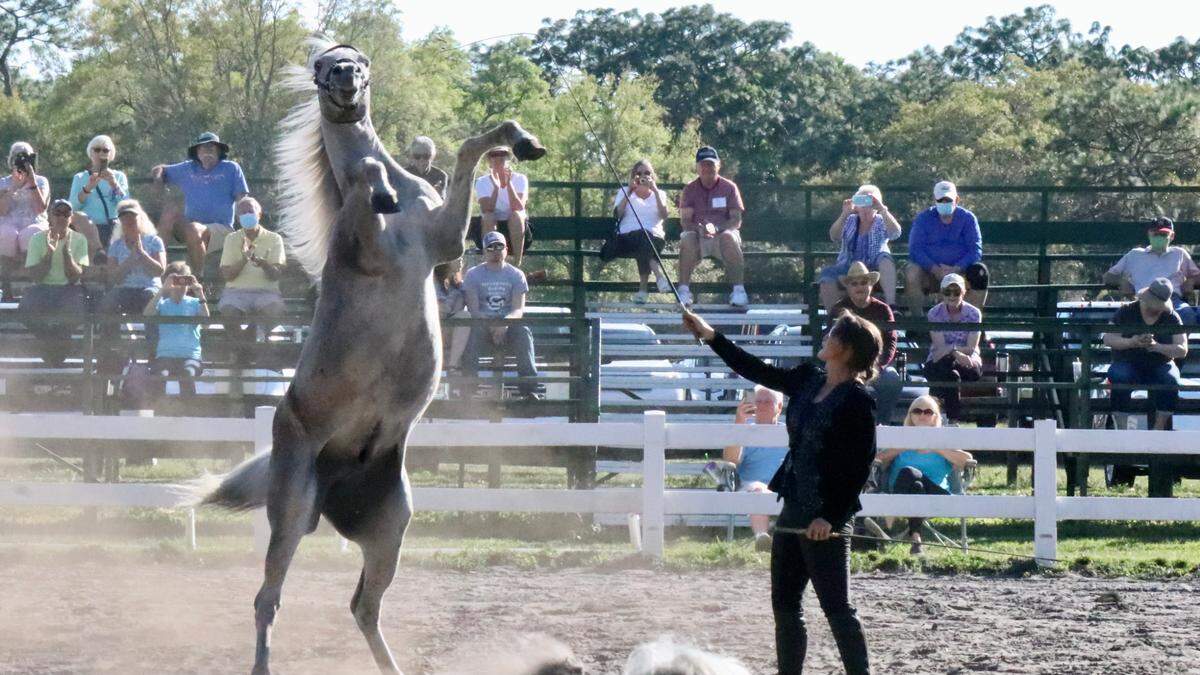 3/4/2021--Herrmann’s Royal Lipizzan Stallions, 32755 Singletary Road, Myakka City, will present a full-dress benefit performance Sunday, March 7​, in addition to its regular training sessions held Thursdays, Fridays and Saturdays through April.