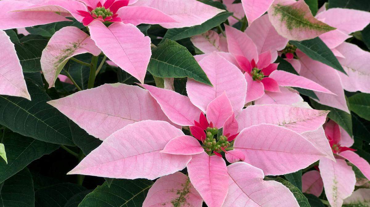 The public is invited to an open house to see 160,000 blooming poinsettias 9 a.m. - 3 p.m. Saturday, Nov. 24, at  at Orban Nursery, 9601 9th Ave. NW, Bradenton.