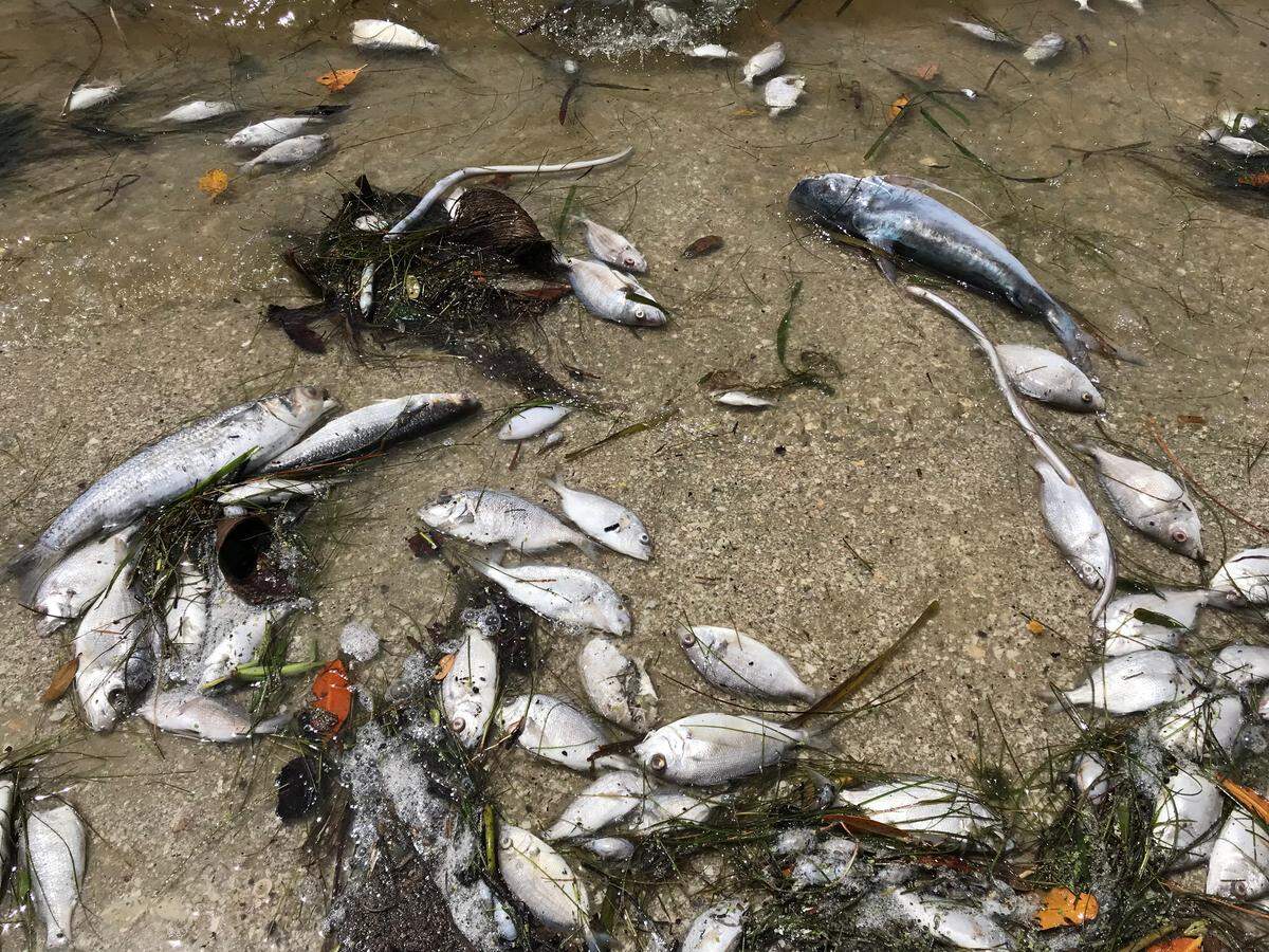 Tons of dead sealife that died in the red tide bloom have washed up on the shores of Manatee County since August.