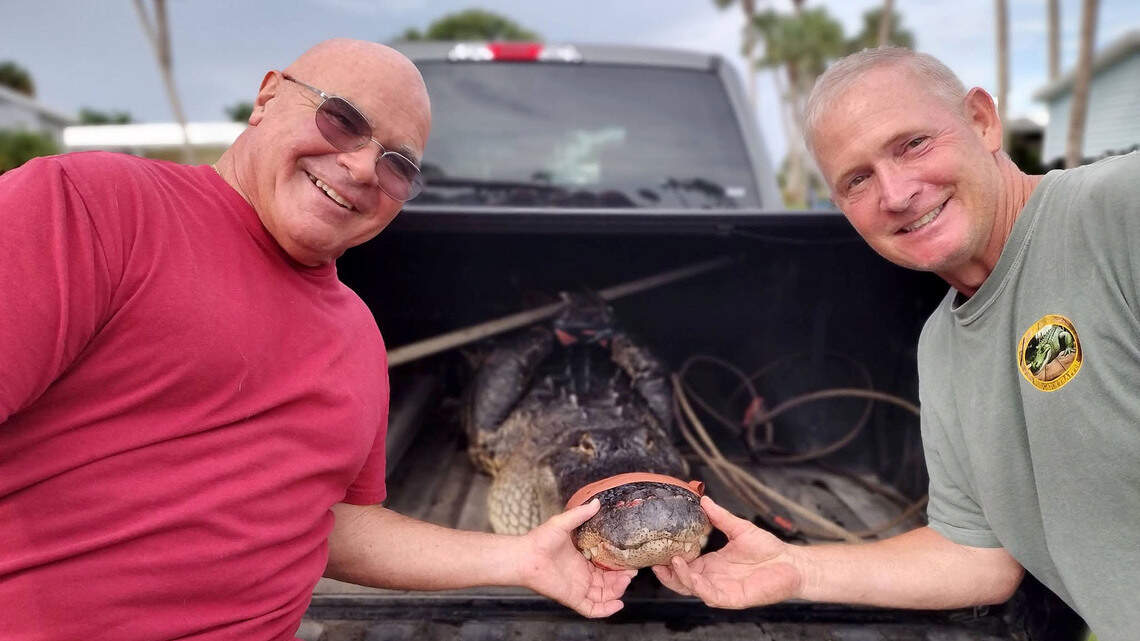 ‘Extremely angry.’ Palmetto couple finds 8-foot alligator outside their home