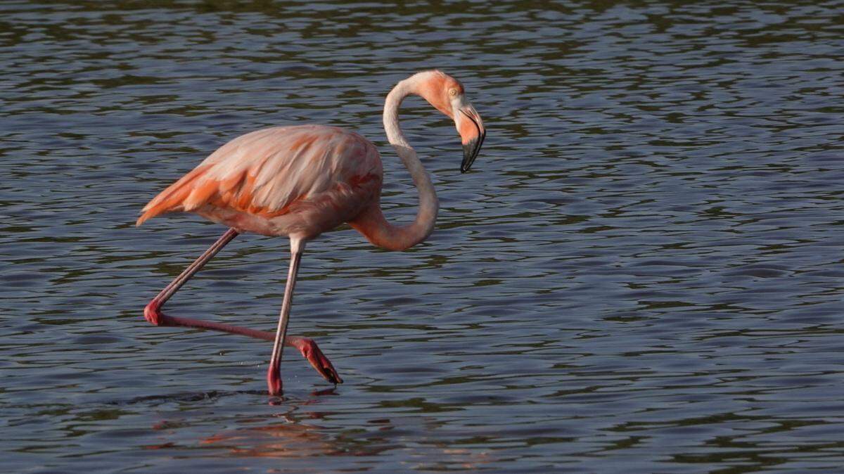 An American flamingo wades in Southwest Florida waters. Flamingos were among the rare sightings in the Bradenton area during the National Audubon Society’s 124th Christmas Bird Count in December 2023.