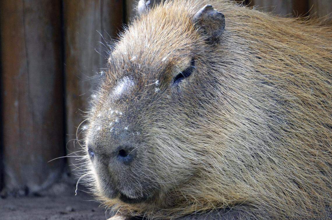 The capybara is a semiaquatic rodent that is now present in Florida in small numbers.