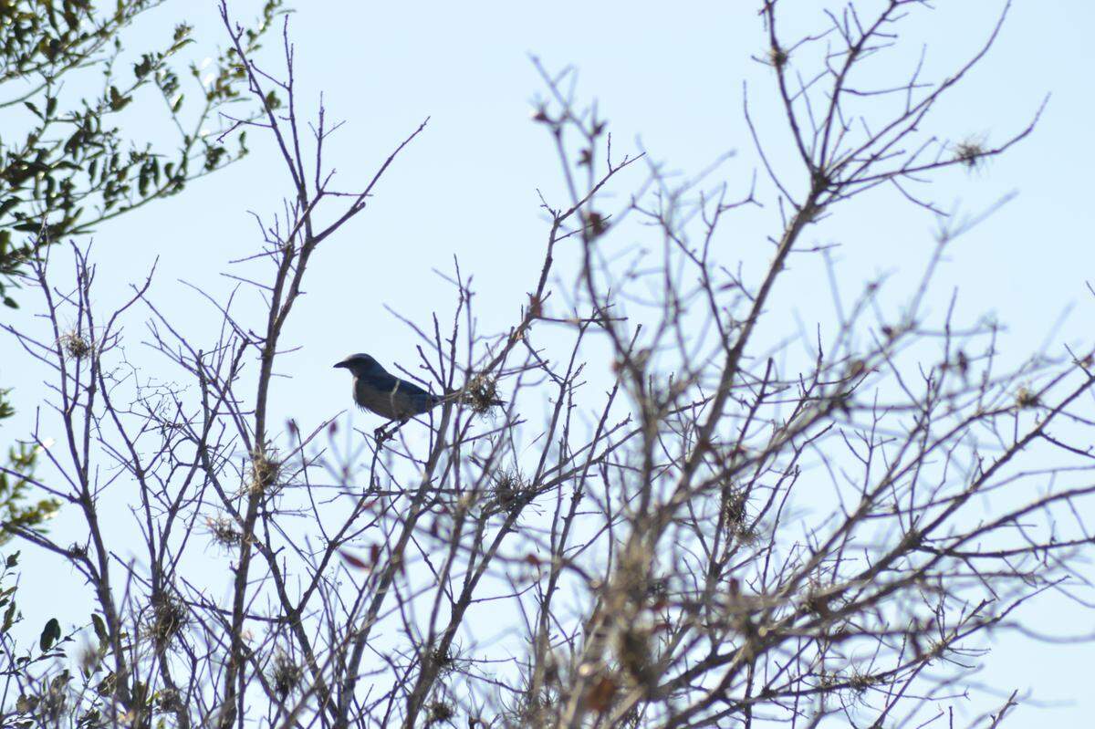 2-10-24--Florida scrub jay sightings are common at Duette Preserve, one of the few areas of the state where a growing population of the threatened species has been documented.