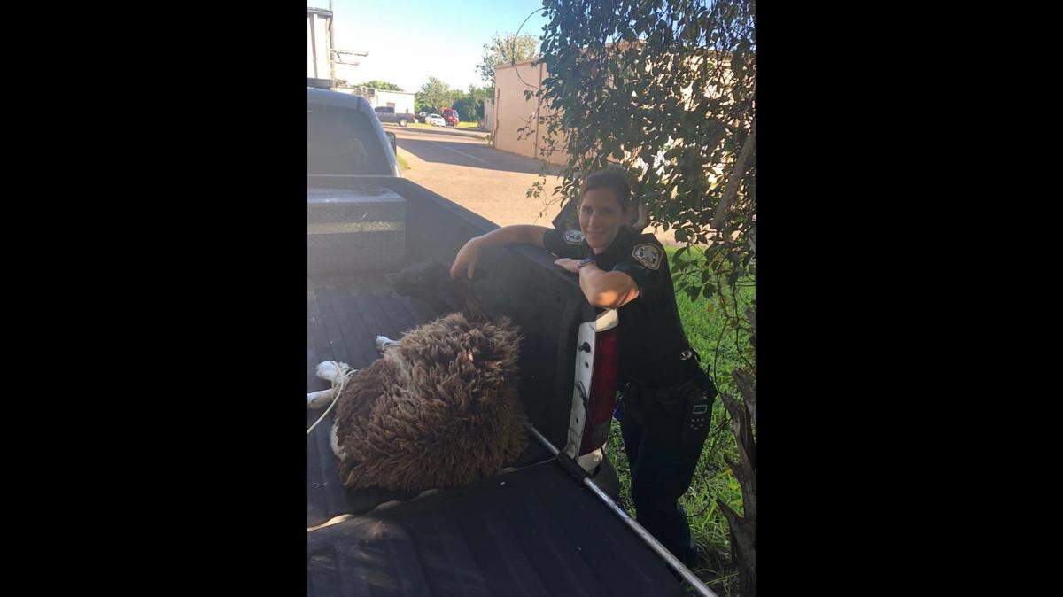 Manatee County Sheriff’s Office deputies wrangled a loose sheep that ran through rush-hour traffic on 15th Street East Thursday morning. The sheep was safely relocated.
