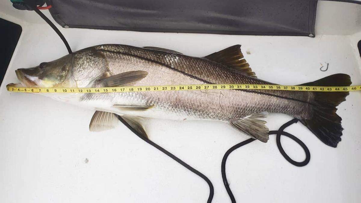 A snook over 40 inches is considered a giant by west coast of Florida standards. This one caught last week by Capt. Bucky Goldman measured between 45 and 46 inches.