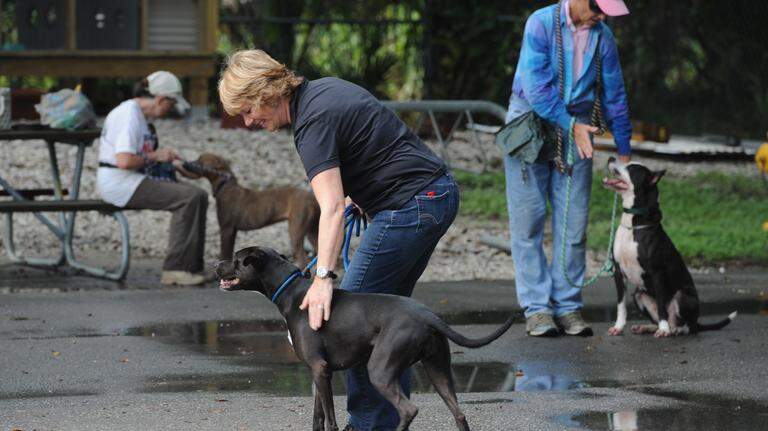 Dog training at Manatee County Animal Services helps dogs get a new home
