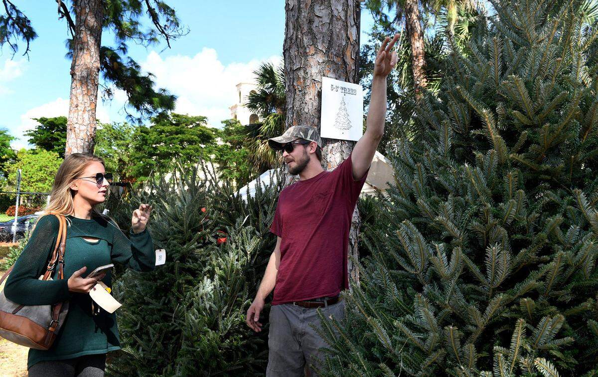 11/23/2018--Picking out a Christmas tree during a visit to the Boys & Girls Club of Manatee lot on Manatee Avenue is a Bradenton tradition that started in 1954.