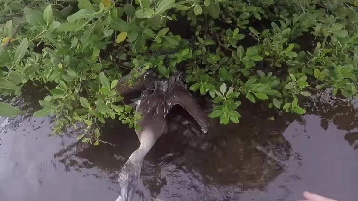 A pelican is snagged in fishing line in mangroves at the southern end of the mouth of the Manatee River.JOHN CHAMPMAN/Special to the Herald