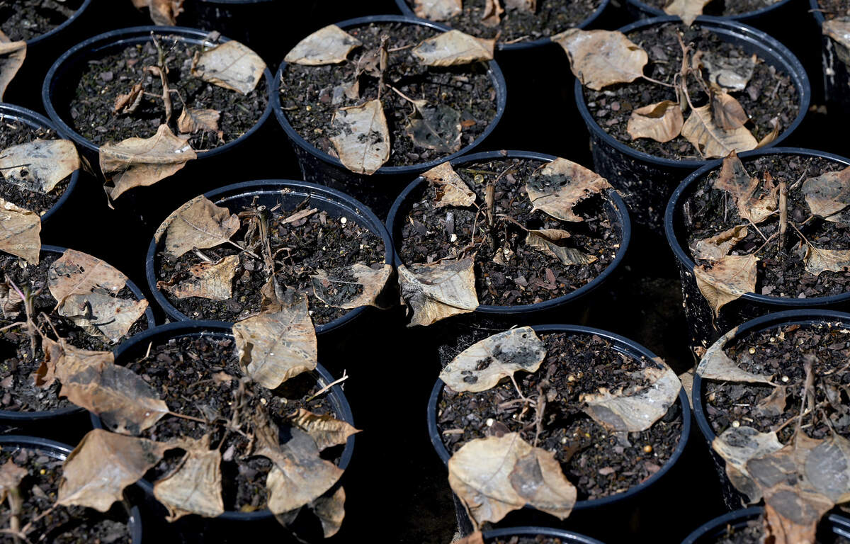 Orban’s Nursery in Northwest Bradenton has been an icon in Manatee County, famous for its annual poinsettia sales. Hurricane Helene devastated the family business, which has been in operation for 100 years and growing poinsettias for over 70 years.