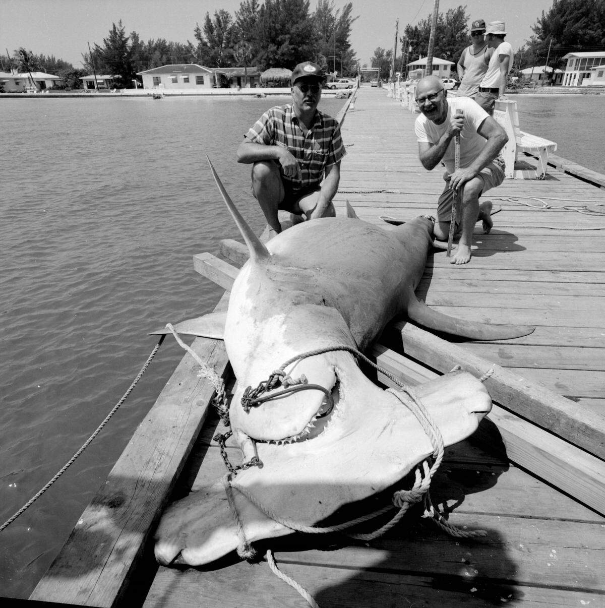 A hammerhead shark caught at the Rod and Reel Pier in 1973.