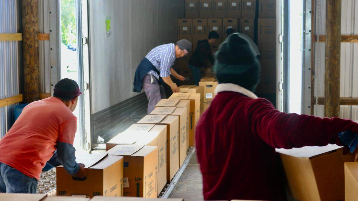 Orban’s Nursery workers on Monday were loading poinsettias grown in Bradenton onto trucks for shipment to a Publix distribution center in Lakeland.