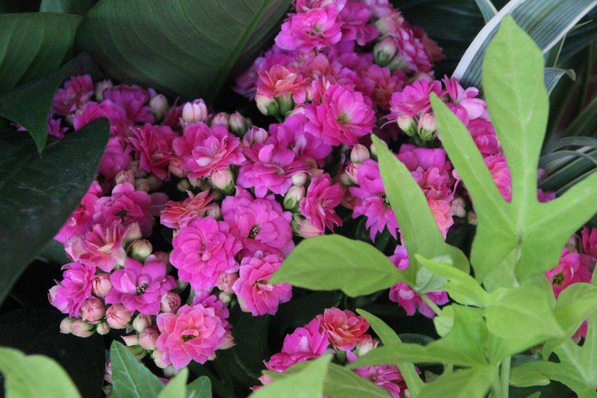 A Kalanchoe plant grown in West Bradenton is one of the Manatee Farms products headed to a retailer.