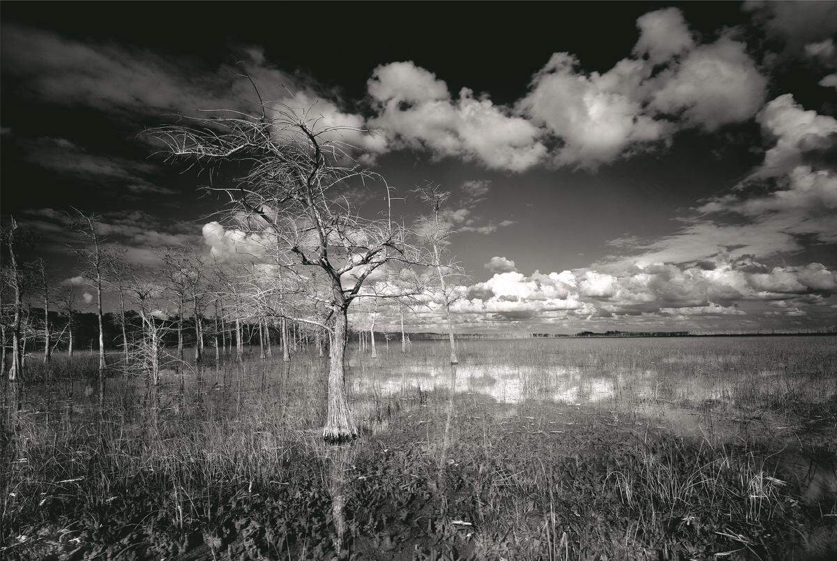 Gannet Strand, a swamp near Big Cypress National Preserve.