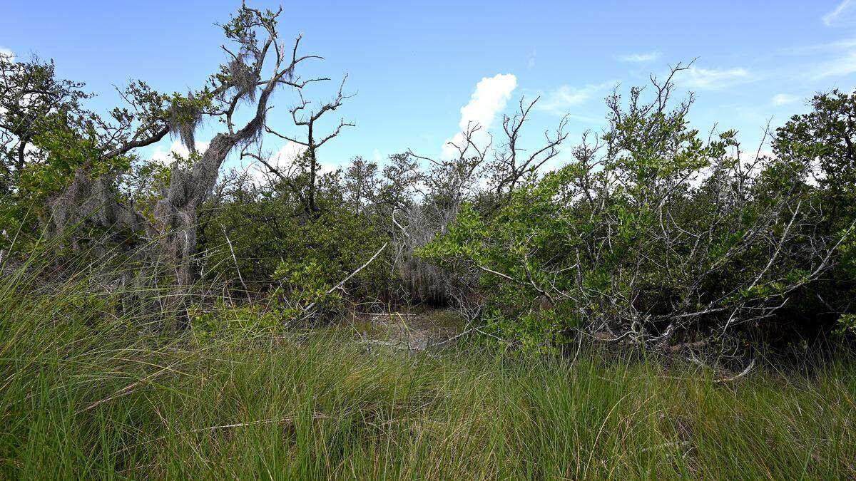 Mangroves beyond tall grasses at the small Ungarelli Preserve at 4000 Palma Sola Blvd. in Bradenton. Photo taken August 4, 2025.
