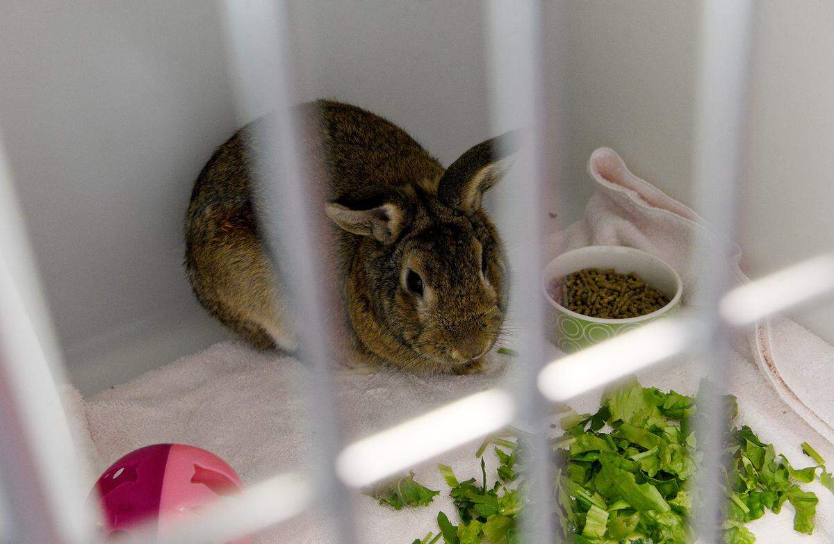 02/08/21--The Mary E. Parker Foundation in charge of the Bishop Animal Shelter is preparing to donate the entire operation to Manatee County, including an entirely new building. A rabbit rescued from a hoarder is one of the first guests in the new facility.
