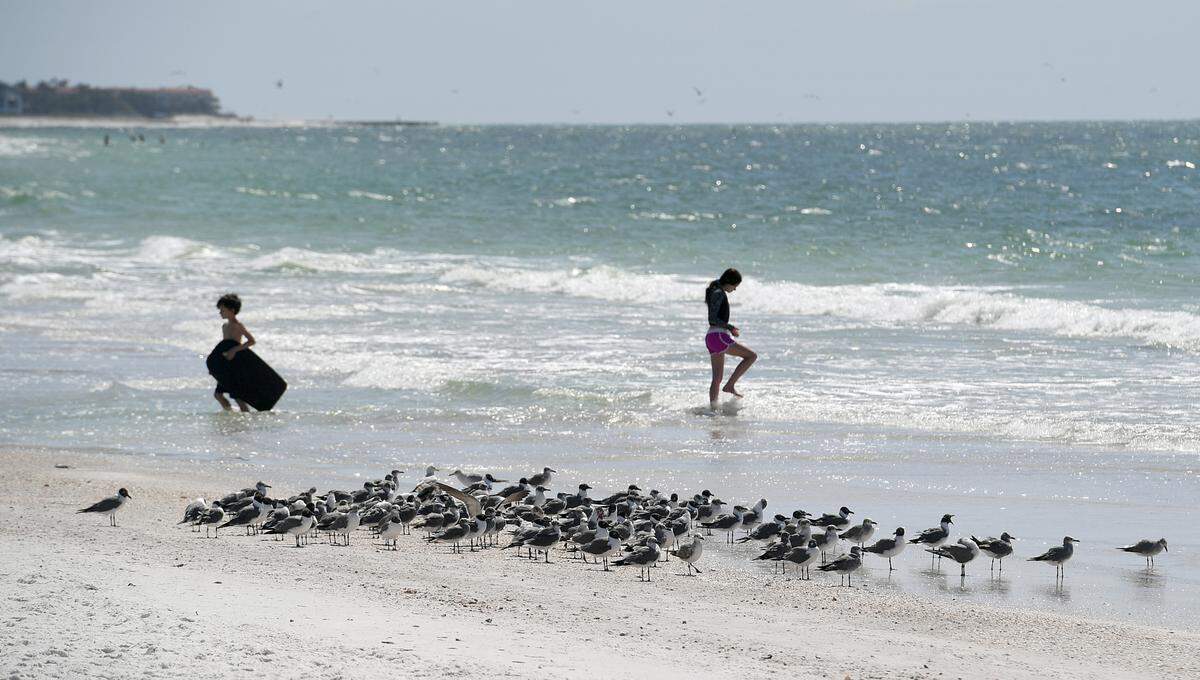 A red tide bloom that has lingered since fall has worsened in recent weeks, bringing more dead fish, murky waters and foul air to beaches on Anna Maria Island’s Bradenton Beach.