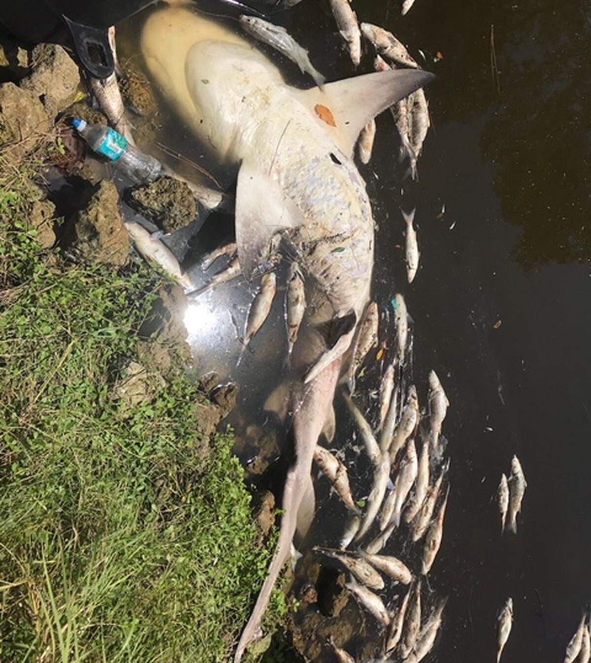 Red tide has reached people’s backyards in Manatee County as thousands of dead fish and a dead shark have flowed into Bowlees Creek behind homes in the Whitfield/Bayshore Gardens neighborhood.