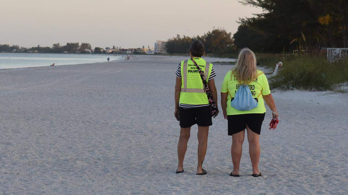 Anna Maria Island Turtle Watch volunteers Mary Lechleidner, right, and Barbara Riskay scan their section of Bradenton Beach for turtle tracks early Wednesday. Sea turtle season started Tuesday.