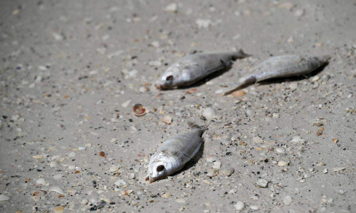 09/22/21—Some visitors to Manatee Public Beach didn’t seem to mind the smell of red tide or the small, dead fish dotting the shore, but the sound of coughing could be heard.