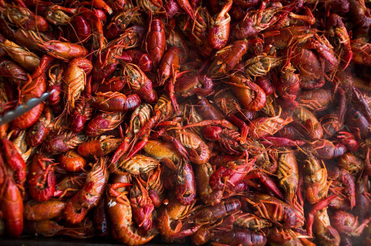 Crawfish, or “mud bugs,” are a popular victual at the Cortez Commercial Fishing Festival.