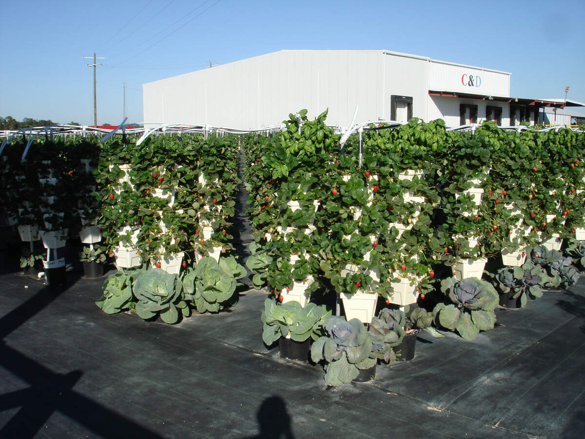 O'Brien Family Farms grows plants in the fields and hydroponically.