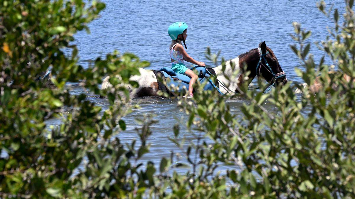 A rider enjoys a group horseback ride along the shoreline at Palma Sola Bay with C Ponies Beach Horses.