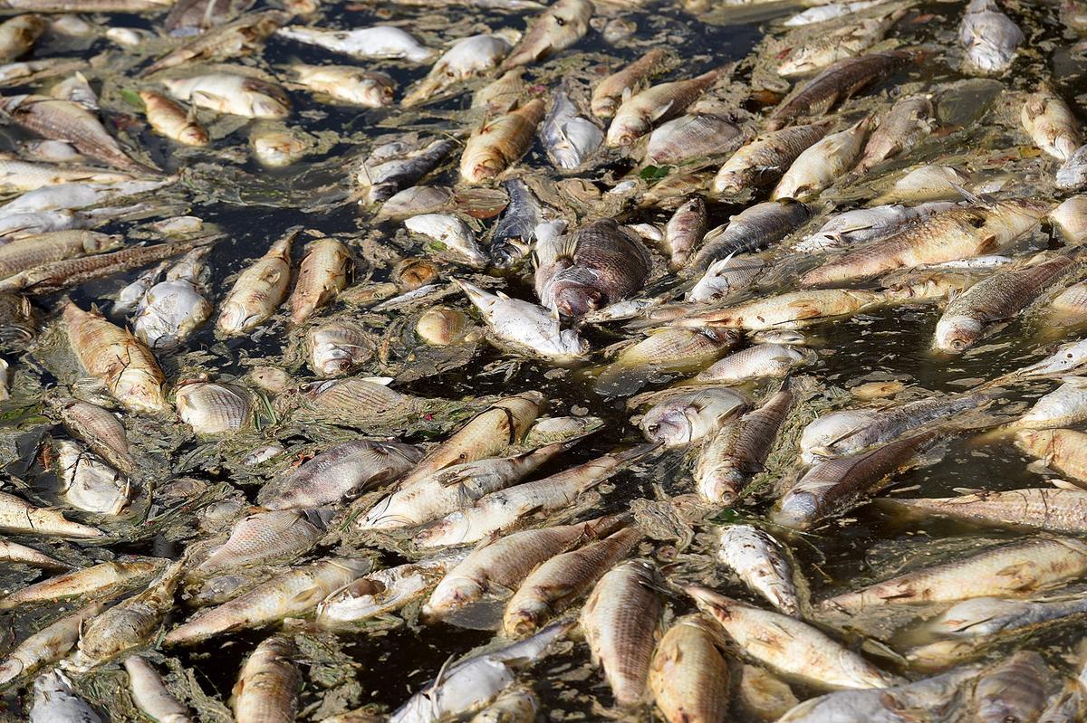 Thousands of dead fish sit in a canal behind a home in Coral Shores, rotting and smelling.