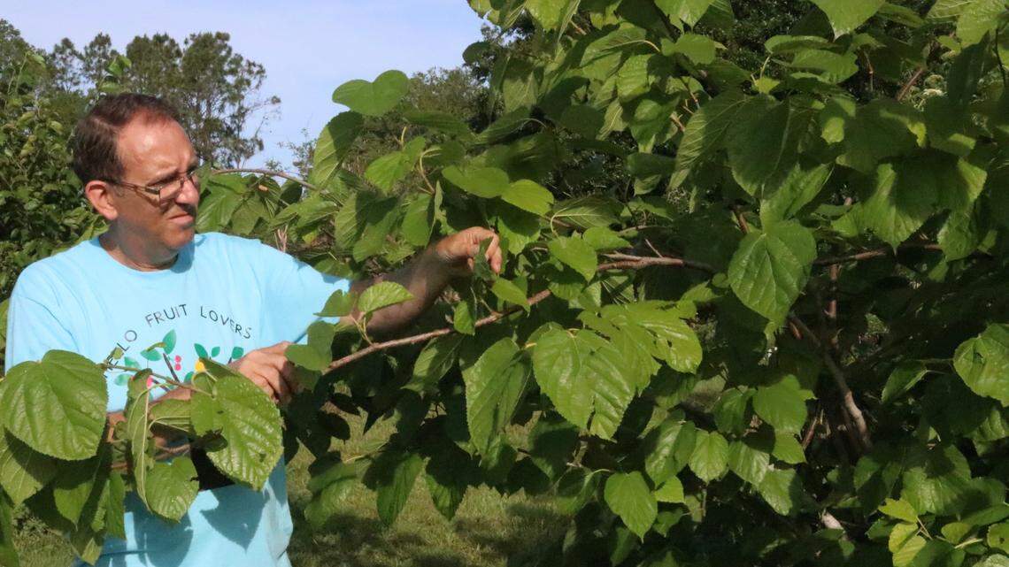 Ian Kogel of Odenwald Tropical Fruit Trees, shown May 2, 2022, checks a mulberry bush for fruit and unwanted bugs. Kogel is one of the vendors who will be selling trees Saturday, May 7, at the annual fruit tree sale at Premier Sports Campus in Lakewood Ranch.