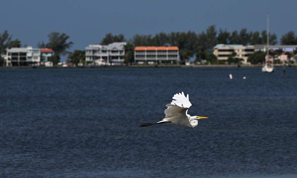 Sarasota has reported two cases of vibrio vulnificus, known as ‘flesh-eating’ bacteria.