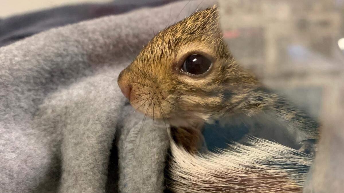 About 50 baby squirrels were brought to Wildlife Inc. after Hurricane Ian.
