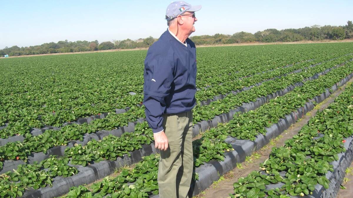 Tom O'Brien and his family have been farming in the Bradenton area since 1975. They recently put their farming operation on the market.