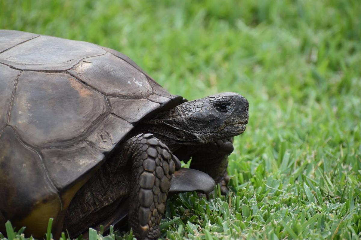 A tortoise that potentially breaks the state of Florida’s size record was a patient at the Clinic for the Rehabilitation of Wildlife in Sanibel, Fla.