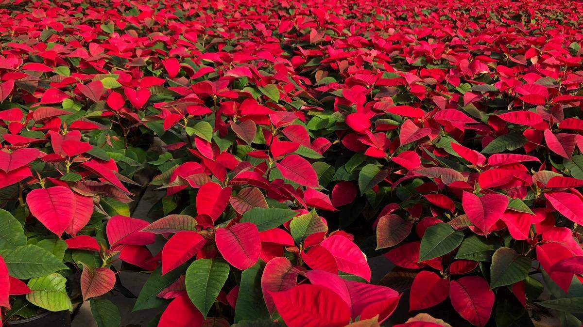 Tyler Orban and his crew at Orban’s Nursery, 9601 9th Ave. NW, Bradenton, loaded Publix trucks with thousands of poinsettias this week. On Saturday, Orban’s will have its 30th annual open house and drive through event.