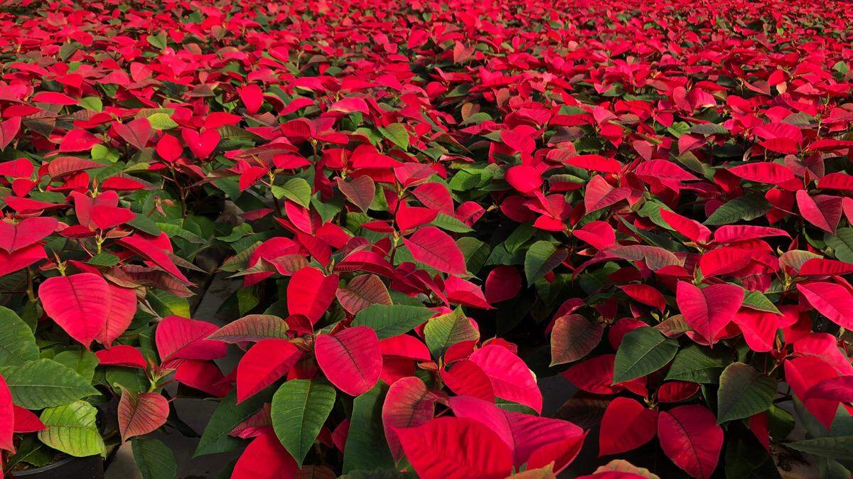 Poinsettias grown at Orban’s Nursery, 9601 9th Ave. NW, Bradenton.