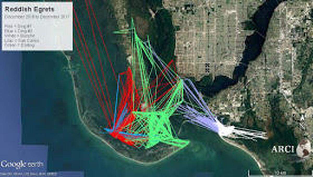 A satellite image shows tracking information provided by a reddish egret that is helping scientist better understand their habits and provide clues about why their numbers continue to decline.