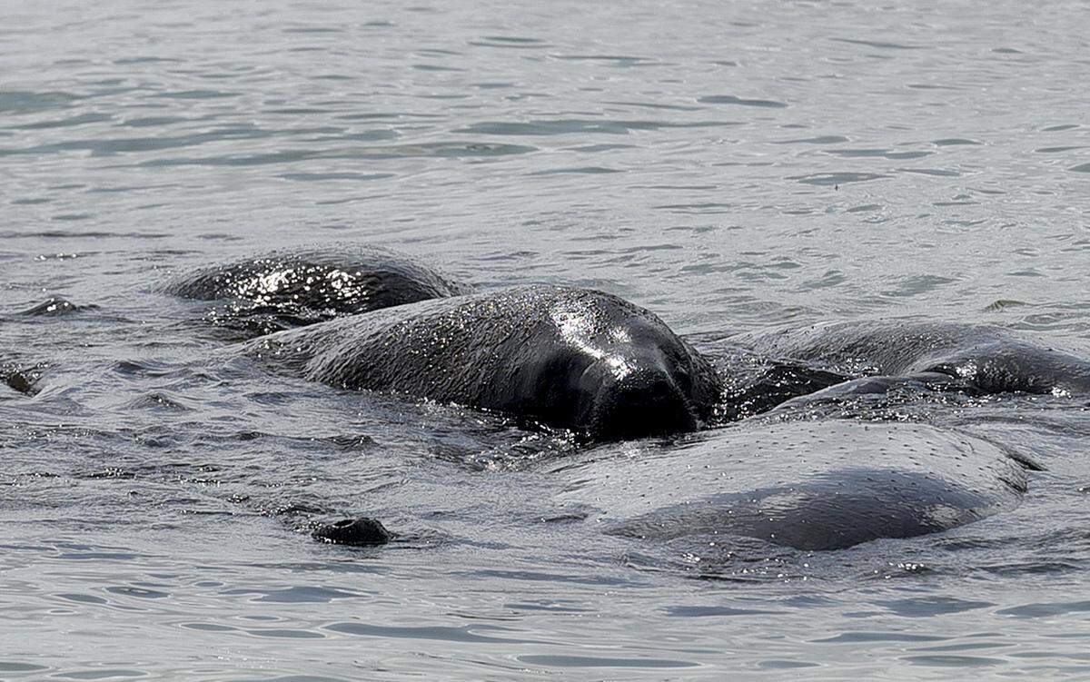 A pod of manatees swim in the waters alongside Anna Maria Island’s Rod & Reel Pier in August 2018.