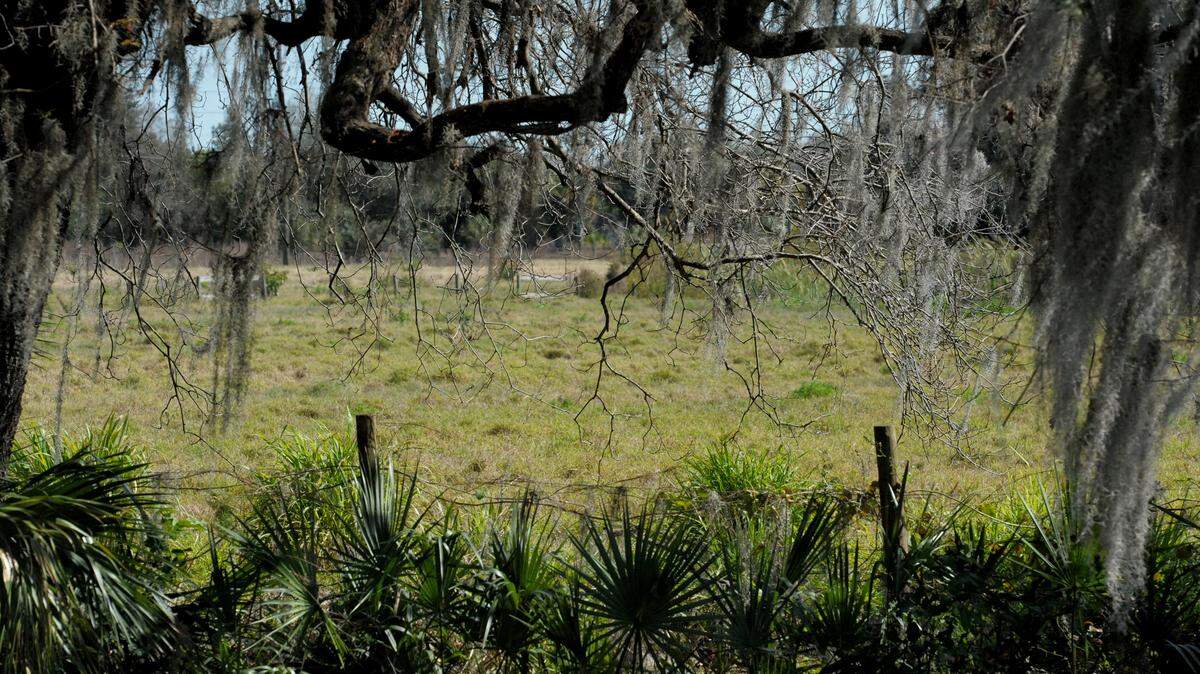 Moss-laden trees line Gap Creek, south of State Road 70 at 37th Avenue East, an area that has drawn the attention of residents concerned about a proposed new 158-unit development and its affects on traffic and the possible erosion of nearby canals. Manatee County commissioners approved the proposal at Thursday's Land Use meeting. 
 GRANT JEFFERIES/Bradenton Herald