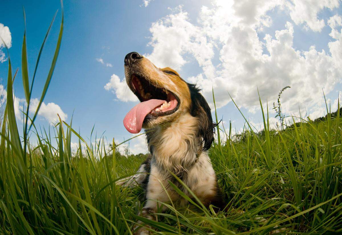 Fourth of July celebrations are often dangerous for your pets, so it's important to take extra precautions during the holidays.